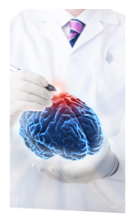 doctor holding a brain model